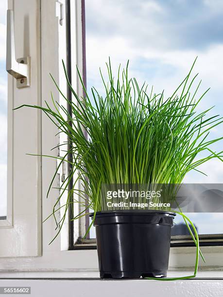 chives on a windowsill - chive stock pictures, royalty-free photos & images