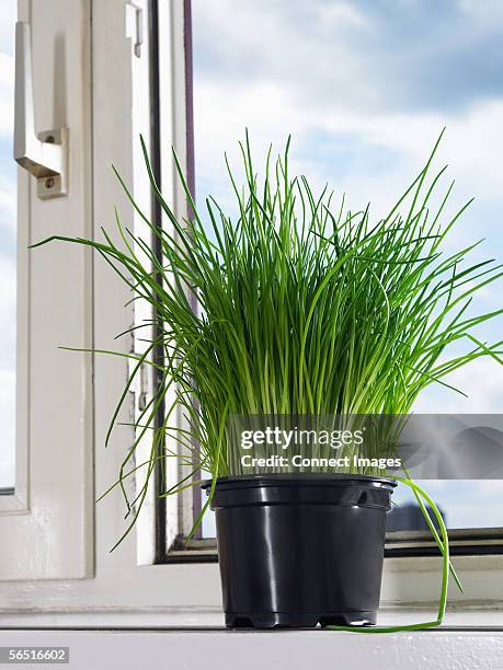 chives on a windowsill - cebolinho imagens e fotografias de stock