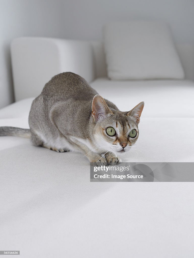 Grey cat on a white sofa