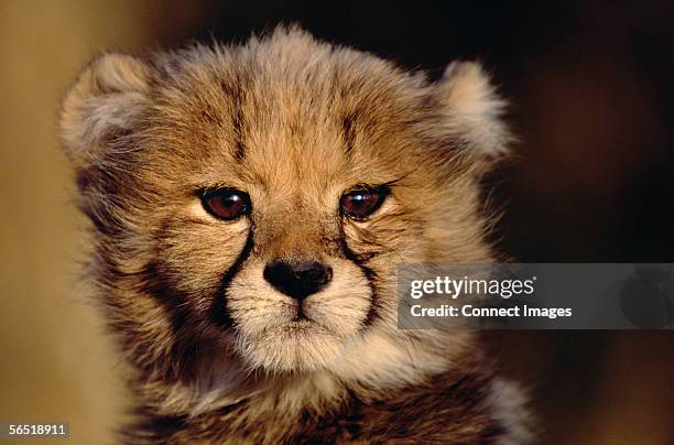 cheetah cub - cheetah cub stock pictures, royalty-free photos & images