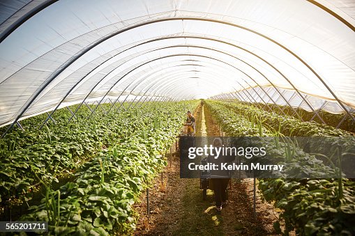 Two farm workers harvest strawberries