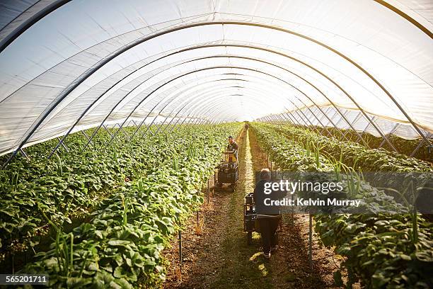 two farm workers harvest strawberries - food production stock pictures, royalty-free photos & images