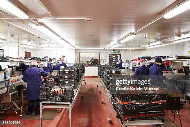 226 Swift Packing Plant Stock Photos, High-Res Pictures, and Images ...