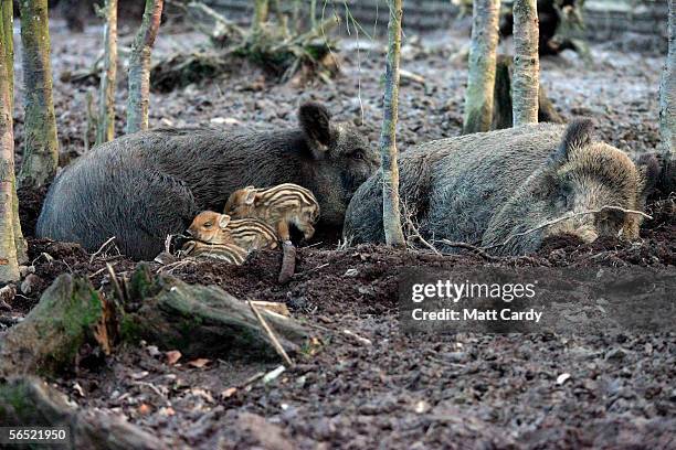 Baby boars snuggle-up to adults at the Woodland Wild Boar Farm after the first boar hunt in the UK for 300 hundred years, in the village of West...