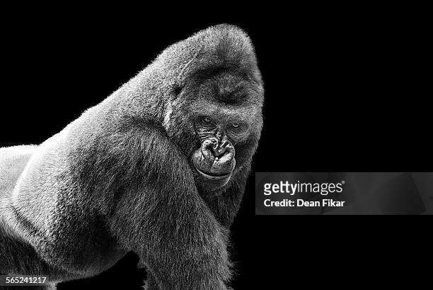 268,095 Black And White Animals Photos and Premium High Res Pictures -  Getty Images