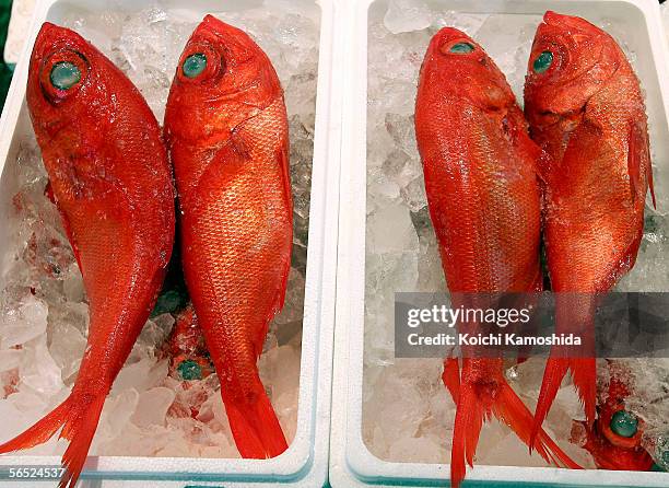 Alfonsino are seen during a new year's first auction at the Tsukiji fish wholesale market on January 5, 2006 in Tokyo, Japan. Tsukiji Market is best...