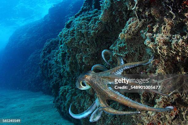 octopus - cabo de gata stock pictures, royalty-free photos & images