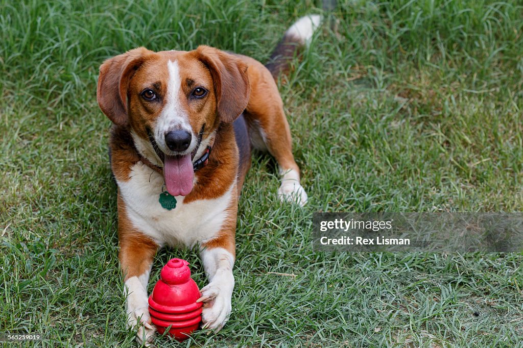 Tri- colored hound and her red toy
