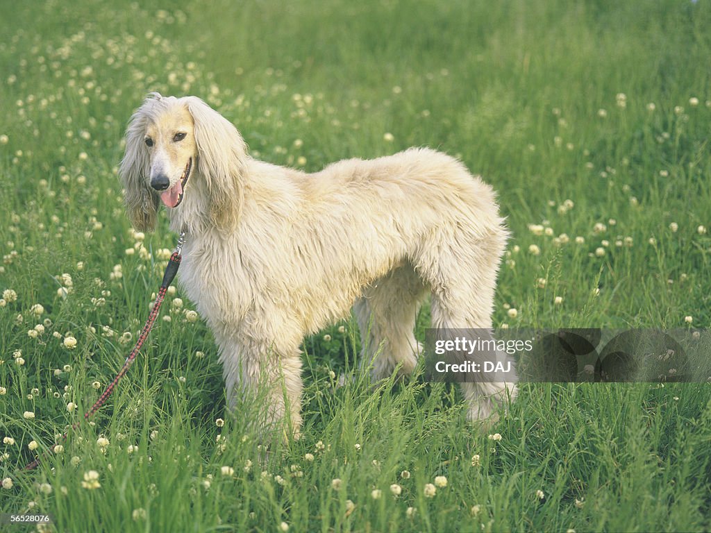 Afghan Hound