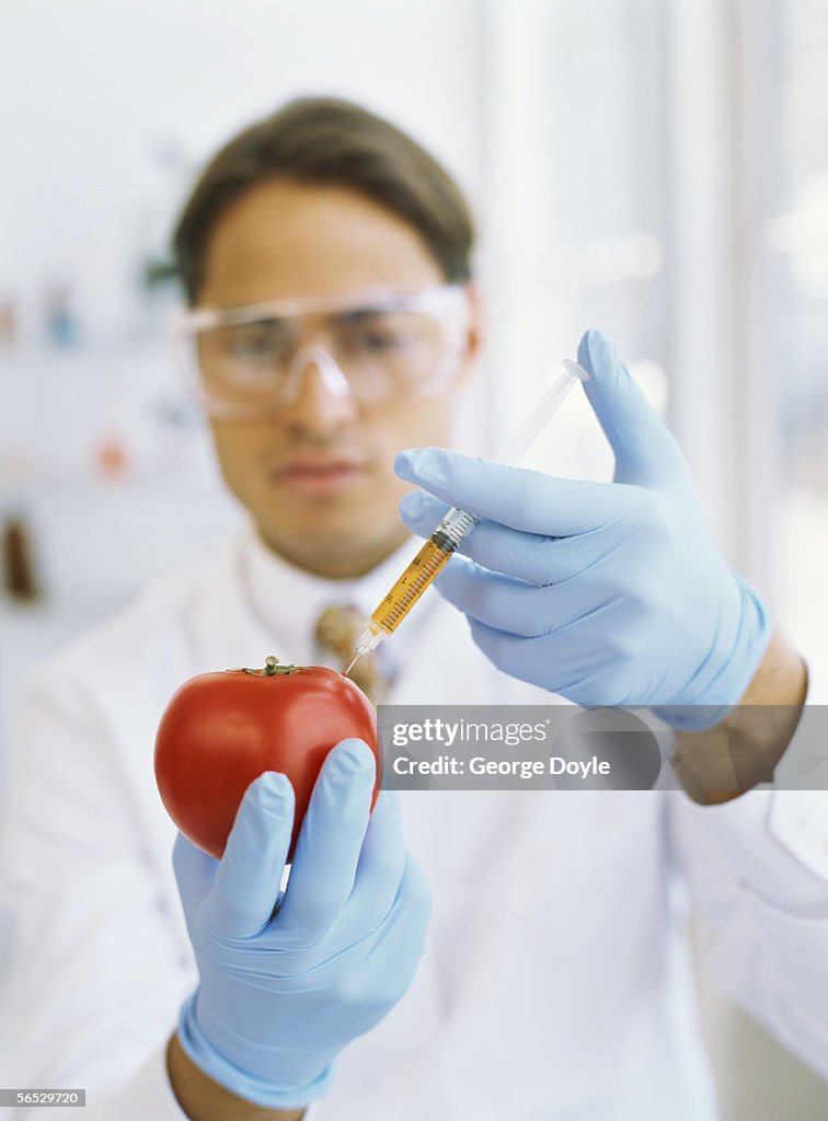 Science Injection Photo Male Scientist Injecting Liquid Into A Tomato High-Res Stock Photo ...