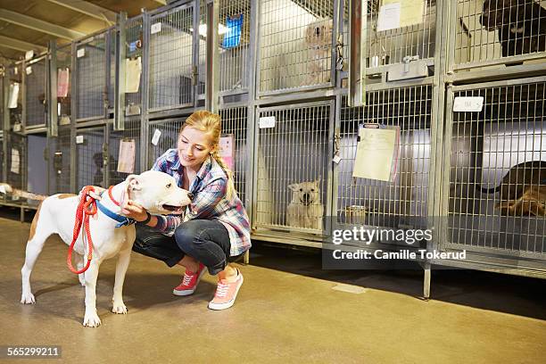 female volunteer at an animal shelter - tierheim stock-fotos und bilder