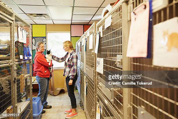 female volunteer petting a cat at an animal shelte - animal shelter stock pictures, royalty-free photos & images