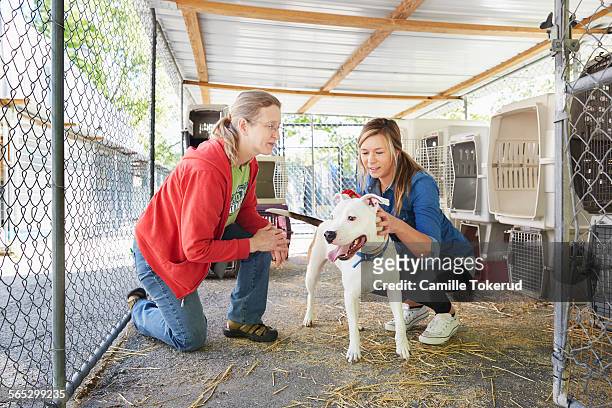 female volunteers petting a dog in animal shelter - shelter stock-fotos und bilder