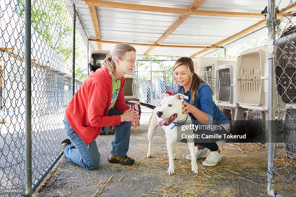 Female volunteers petting a dog in animal shelter