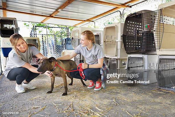 female volunteers petting a dog in animal shelter - animal volunteer stock pictures, royalty-free photos & images