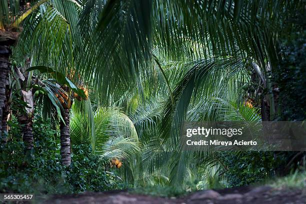 road lined with lush green palm trees - nicaragua stock-fotos und bilder