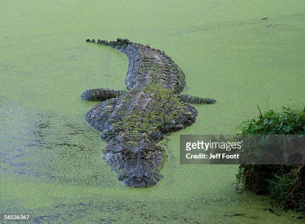 american alligator in 'duck weed'. alligator mississippiensis. alligator farm, florida. - aquatic organism stock pictures, royalty-free photos & images