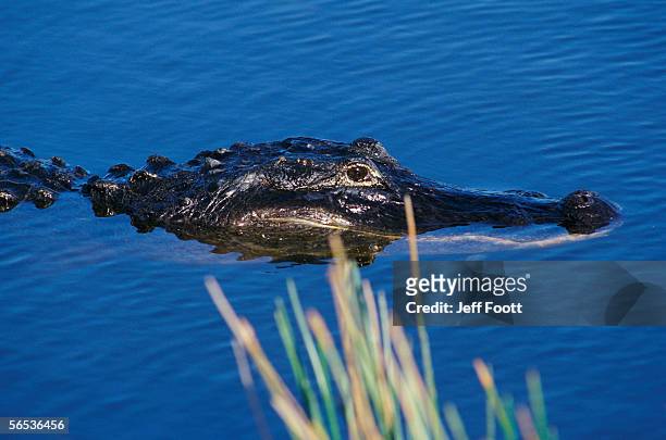 american alligator navigates its way around a swamp. alligator mississippiensis. everglades national park, florida, north america. - alligator mississippiensis stock pictures, royalty-free photos & images