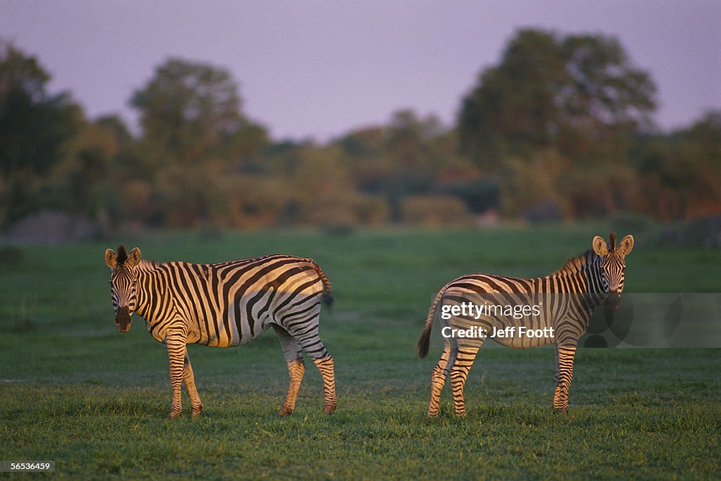 Two striped zebras stand close together. Equus burchelli. Botswana, Africa.