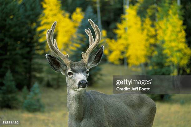 mule deer with new antlers covered with a velvety skin. odocoileus hemionus. grand canyon national park, arizona, north america. - mule deer stock pictures, royalty-free photos & images