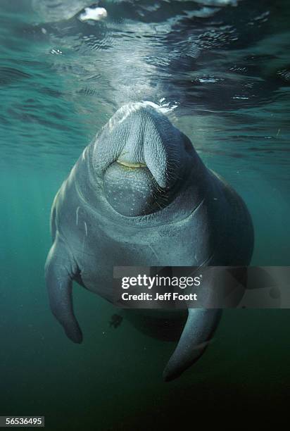 manatee swims just below the surface of water. trichechus manatus. crystal river, florida, north america. - crystal river florida stock-fotos und bilder