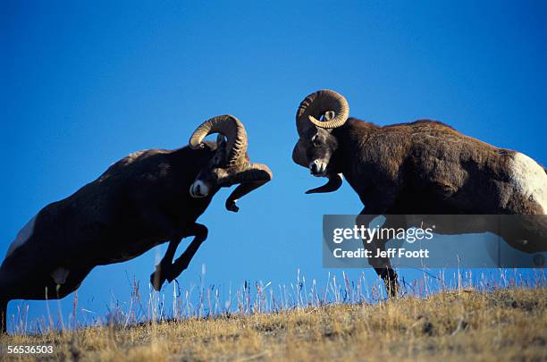 rams display traditional mating season behavior by butting heads. ovis canadensis. - widder stock-fotos und bilder