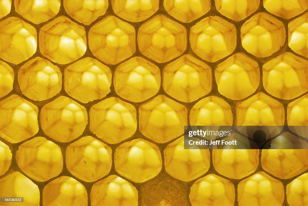 Backlit honeycomb.