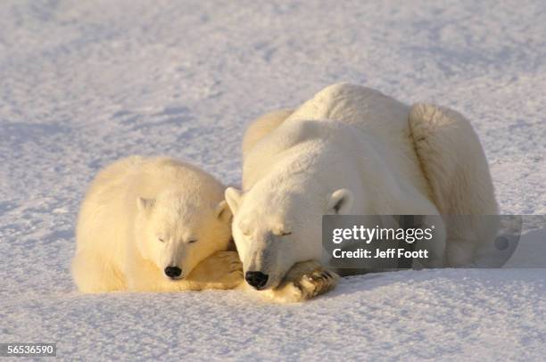 mother polar bear and cub lie under sunlight in snow. ursus maritimus. canada, north america. - tierfamilie stock-fotos und bilder