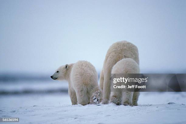 polar bear cubs and mother. ursus maritimus. churchill, manitoba, canada, north america. - tierfamilie stock-fotos und bilder