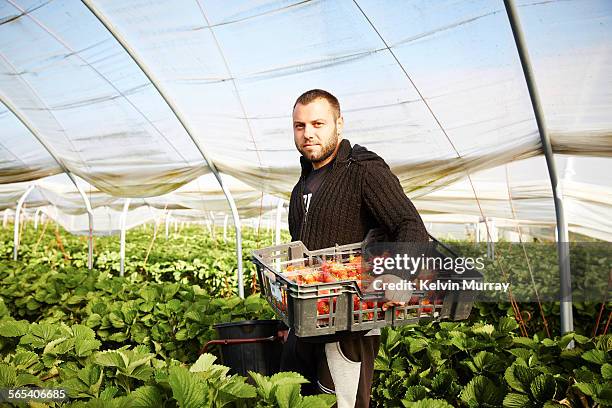 Farm worker harvests strawberry fruit poly tunnels