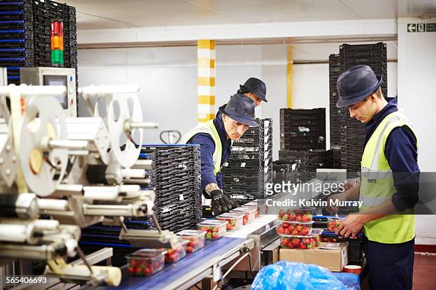 fruit packers sort fruit for distribution to shops - food processing plant stock pictures, royalty-free photos & images