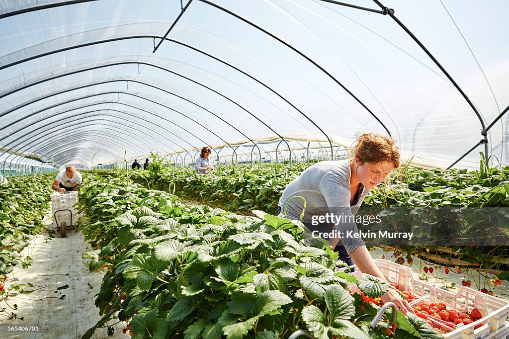 Farm worker harvests strawberry fruit poly tunnels