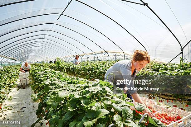farm worker harvests strawberry fruit poly tunnels - strawberries stock pictures, royalty-free photos & images