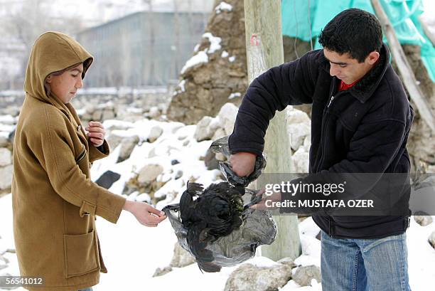 Twelve-year-old Murat Ozer and 16-year-old Hakan Samur put a sick chicken in to a bag to burry it in Telceker village of Dogubeyazit, eastern Turkey,...