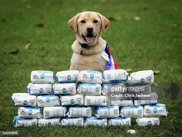 Scrappy Grant from Yorkshire, joint winner of Pet Slimmer of the Year Award, poses behind 28 bags of sugar, equivilent to the weight he lost January...