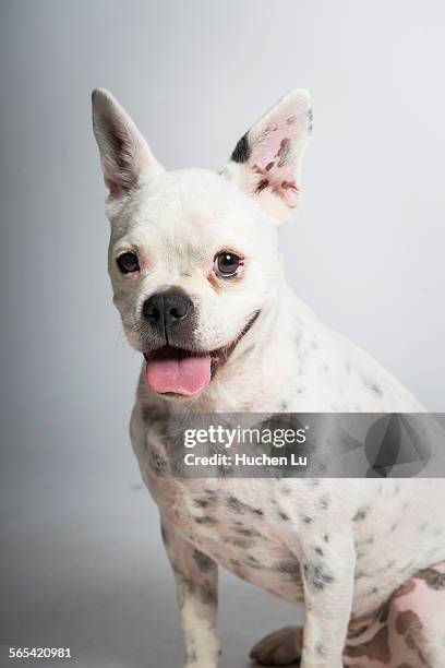 portrait of a bulldog on white background - ugly tongue stock pictures, royalty-free photos & images