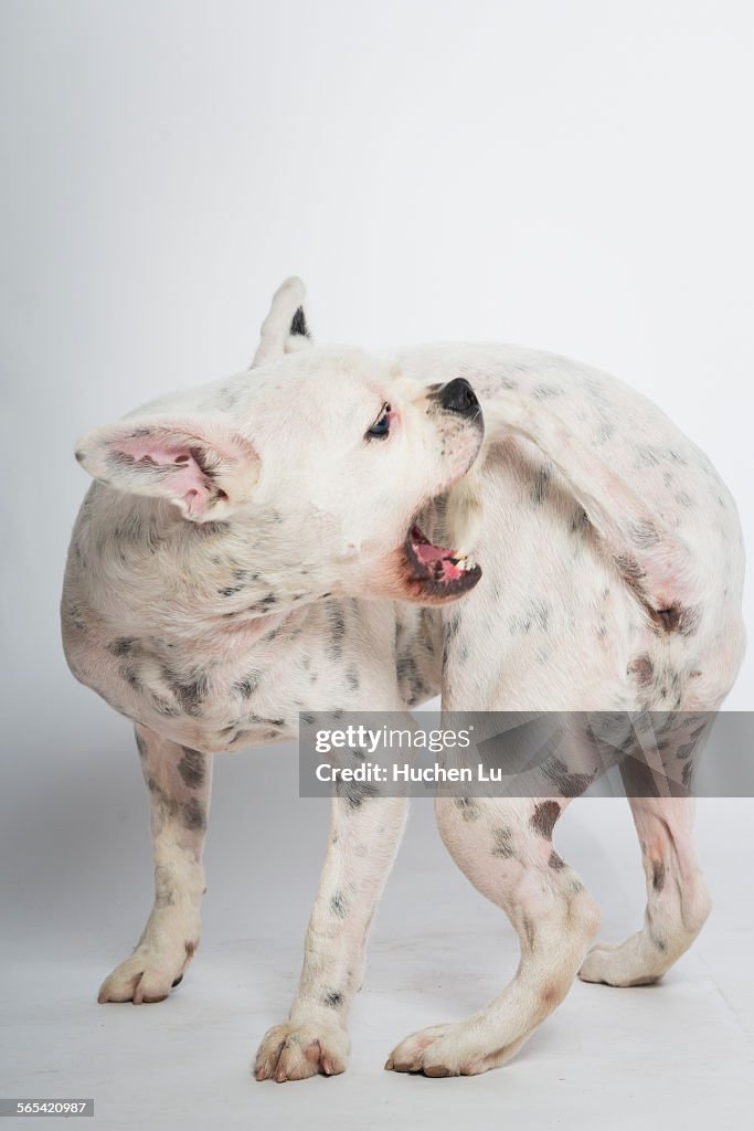 Portrait of a bulldog on white background