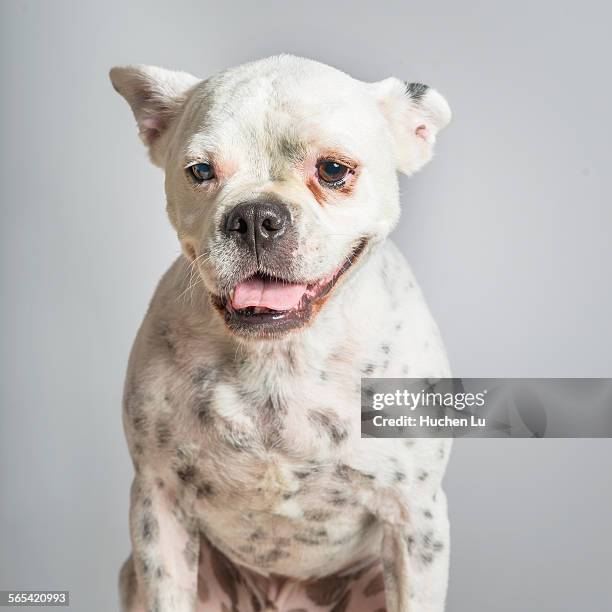 portrait of a bulldog on white background - ugly tongue stock pictures, royalty-free photos & images
