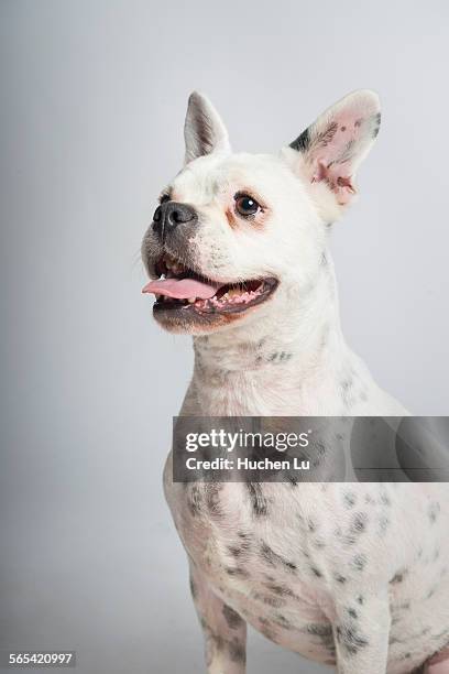 portrait of a bulldog on white background - ugly tongue stock pictures, royalty-free photos & images