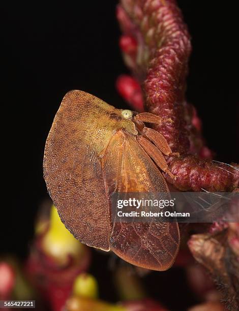 stegaspis fronditia - siebteil stock-fotos und bilder