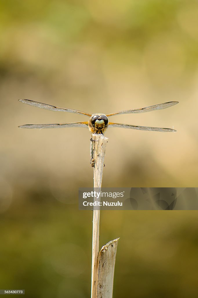 Front view of hawker dragonfly perched on reed