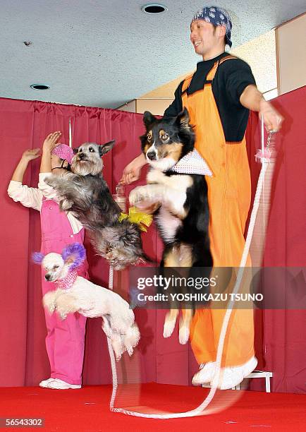 Dogs Jumping Rope 69 Dog Jump Rope Stock Photos, High-Res Pictures, and Images - Getty Images
