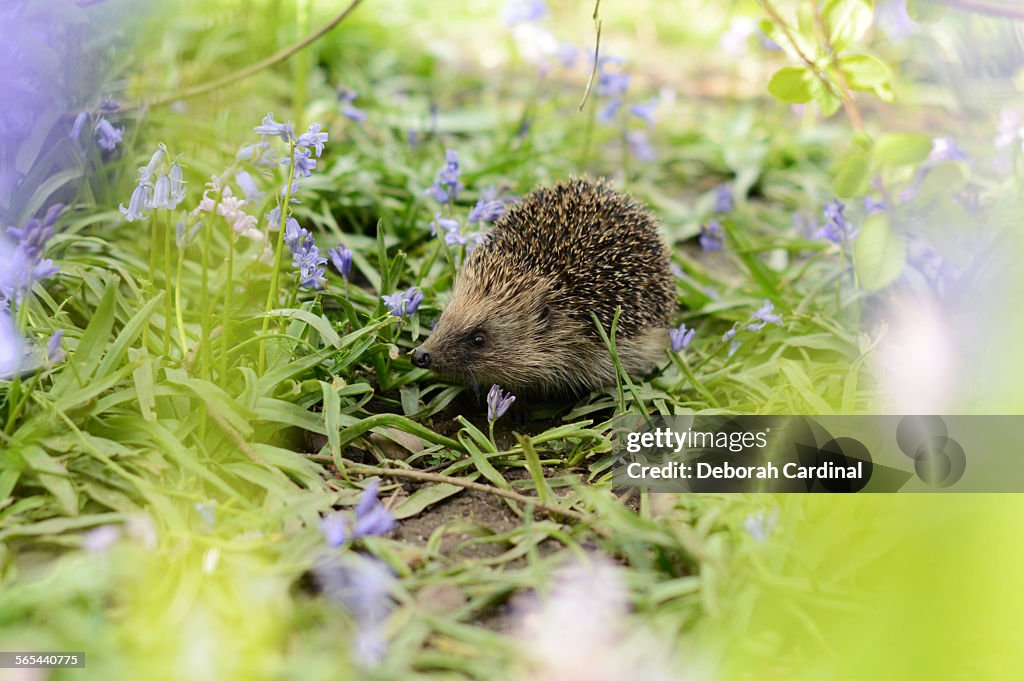 Hedgehog amongst bluebells