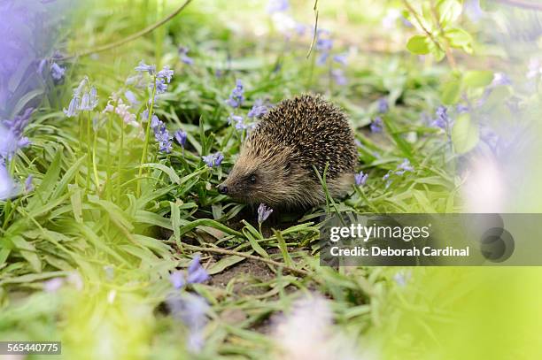 hedgehog amongst bluebells - hedgehog stock pictures, royalty-free photos & images