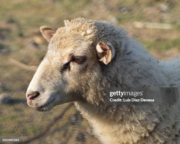 close-up of a sheep - flehmen behaviour foto e immagini stock