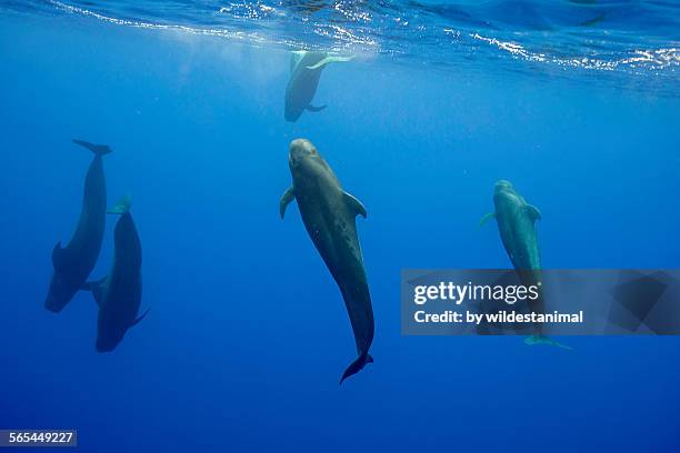 pod of pilots - pilot whale stock pictures, royalty-free photos & images