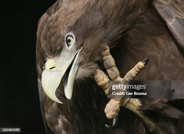 sea eagle itch - pinça imagens e fotografias de stock