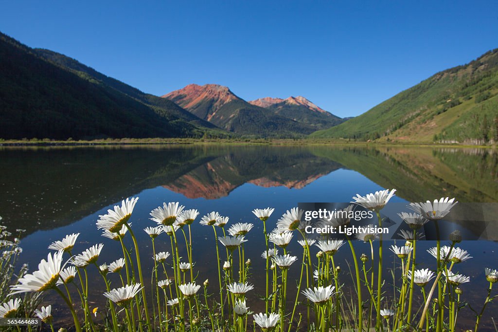 Flowers and Red Mountains in Ouray, Colorado