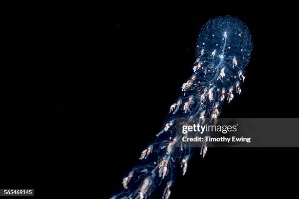syphonophore colony - 個虫 ストックフォトと画像