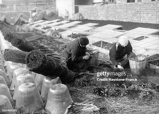 Des maraîchères plantent des salades de printemps dans la région parisienne, France en février 1934.